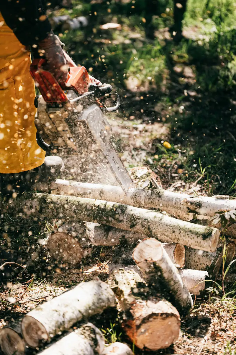 Abattage technique d'arbre mature en cour résidentielle à Saint-Albert, par arboriste-grimpeur certifié