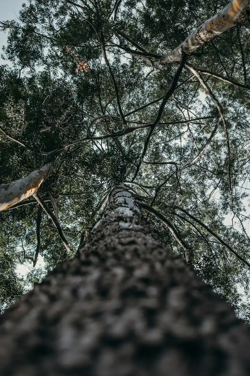 Arboriste-grimpeur Apex en intervention sur un arbre mature à Saint-Valère, voisin immédiat de Saint-Samuel