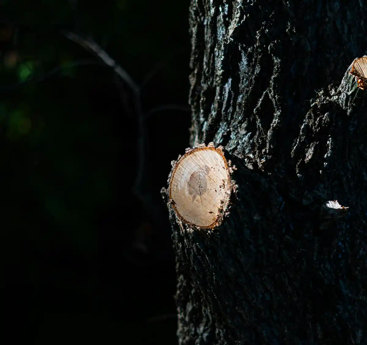 Arboriste-grimpeur Apex sécurisant une branche en hauteur dans un arbre mature à Princeville