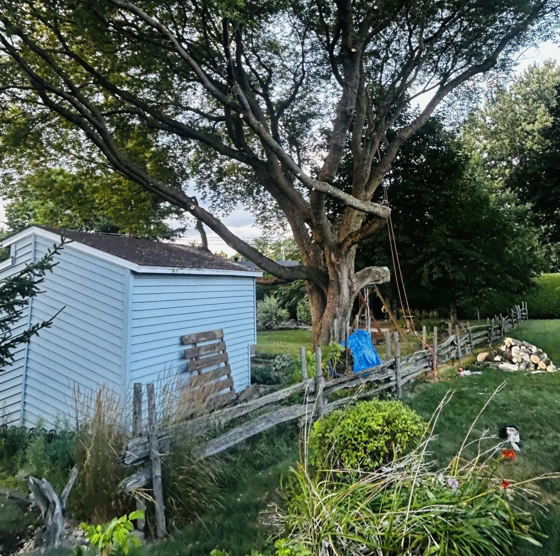 Arbre mature poussant sur la ligne séparant deux terrains à Victoriaville : la clôture de perche traverse le cadre, une branche surplombe le toit du cabanon voisin