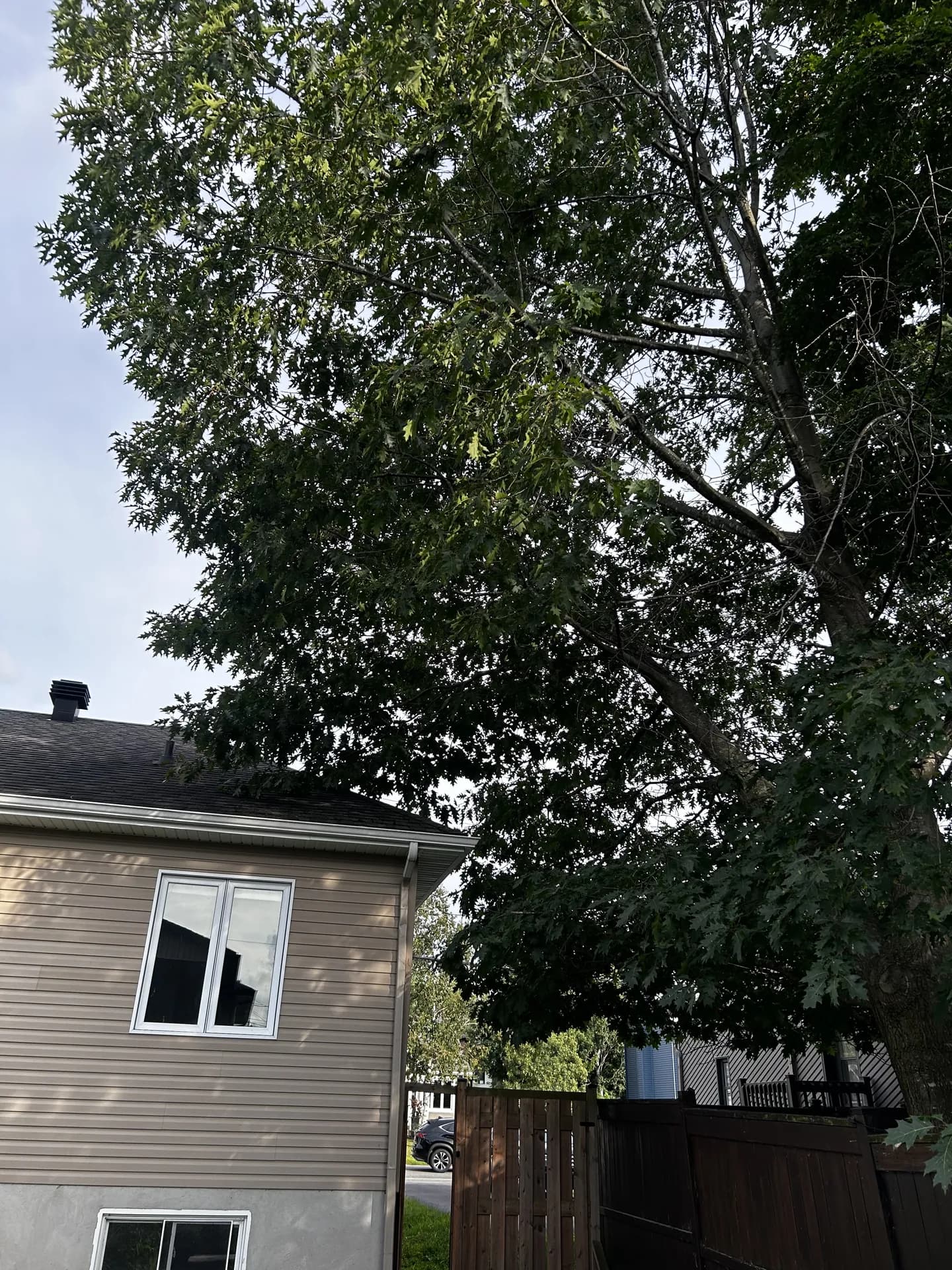 Chêne mature dont les branches surplombent la toiture de la maison voisine à Victoriaville, avant l'élagage