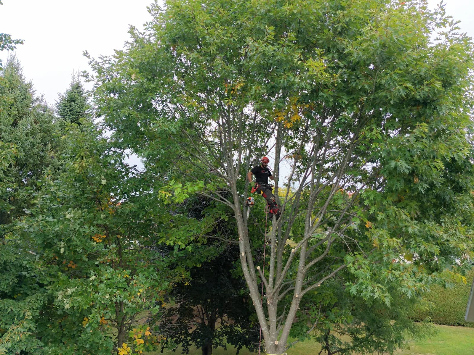 Arboriste dans la couronne du chêne pendant l'abattage à Victoriaville