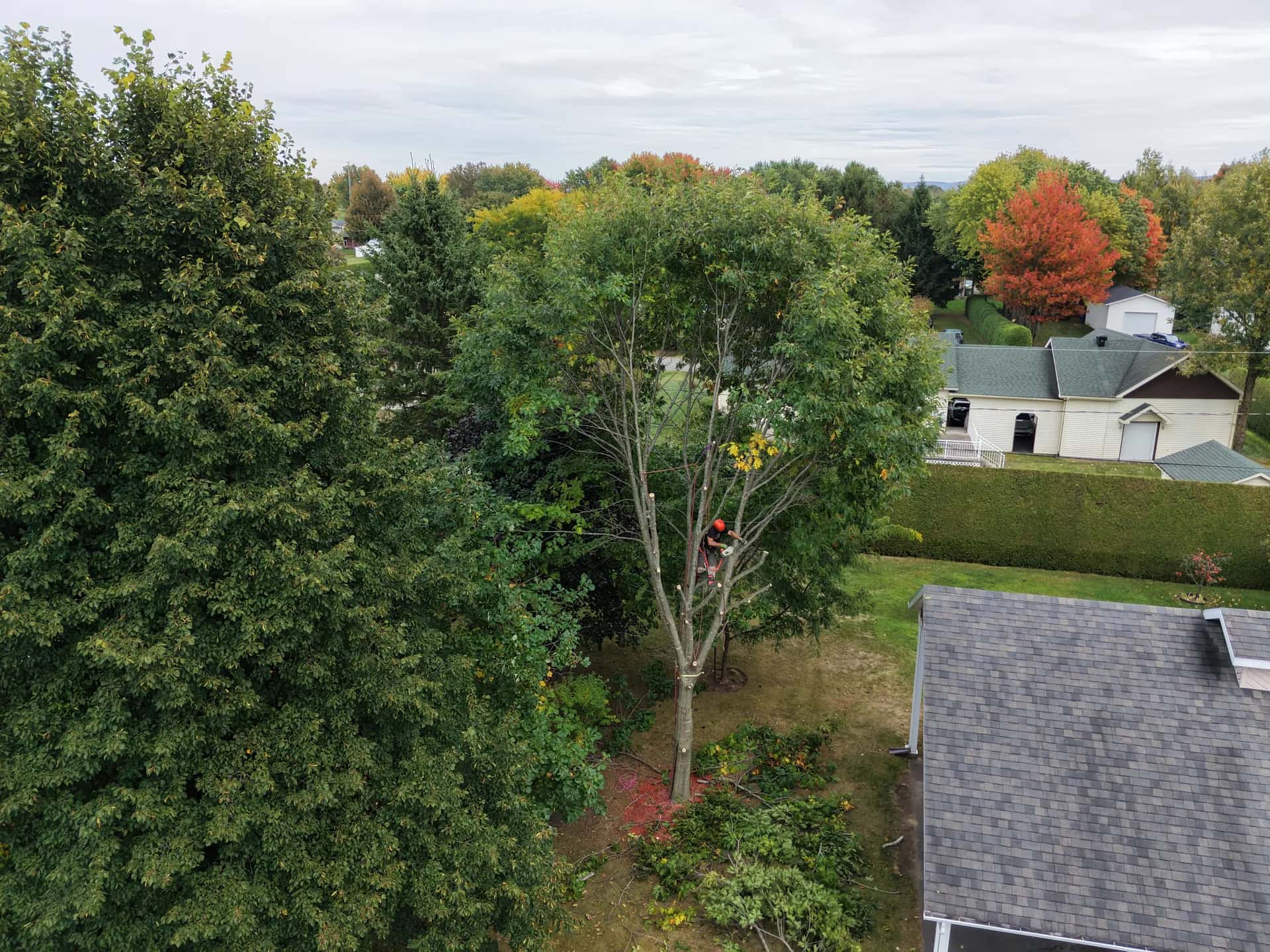 Vue aérienne d'un chêne en cours d'abattage près d'une maison à Victoriaville