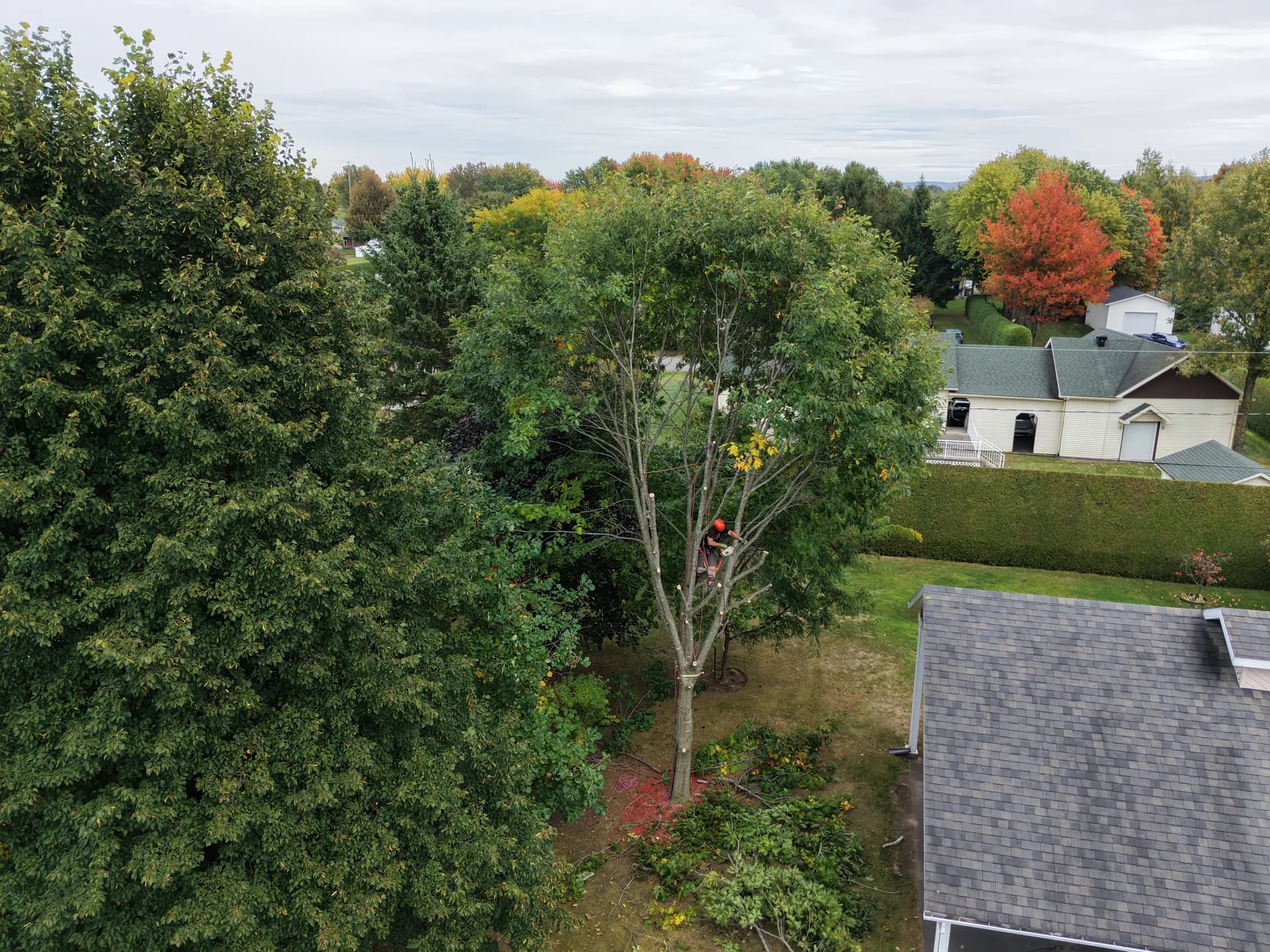 Vue aérienne d'un chêne en cours de démontage près d'une maison à Victoriaville