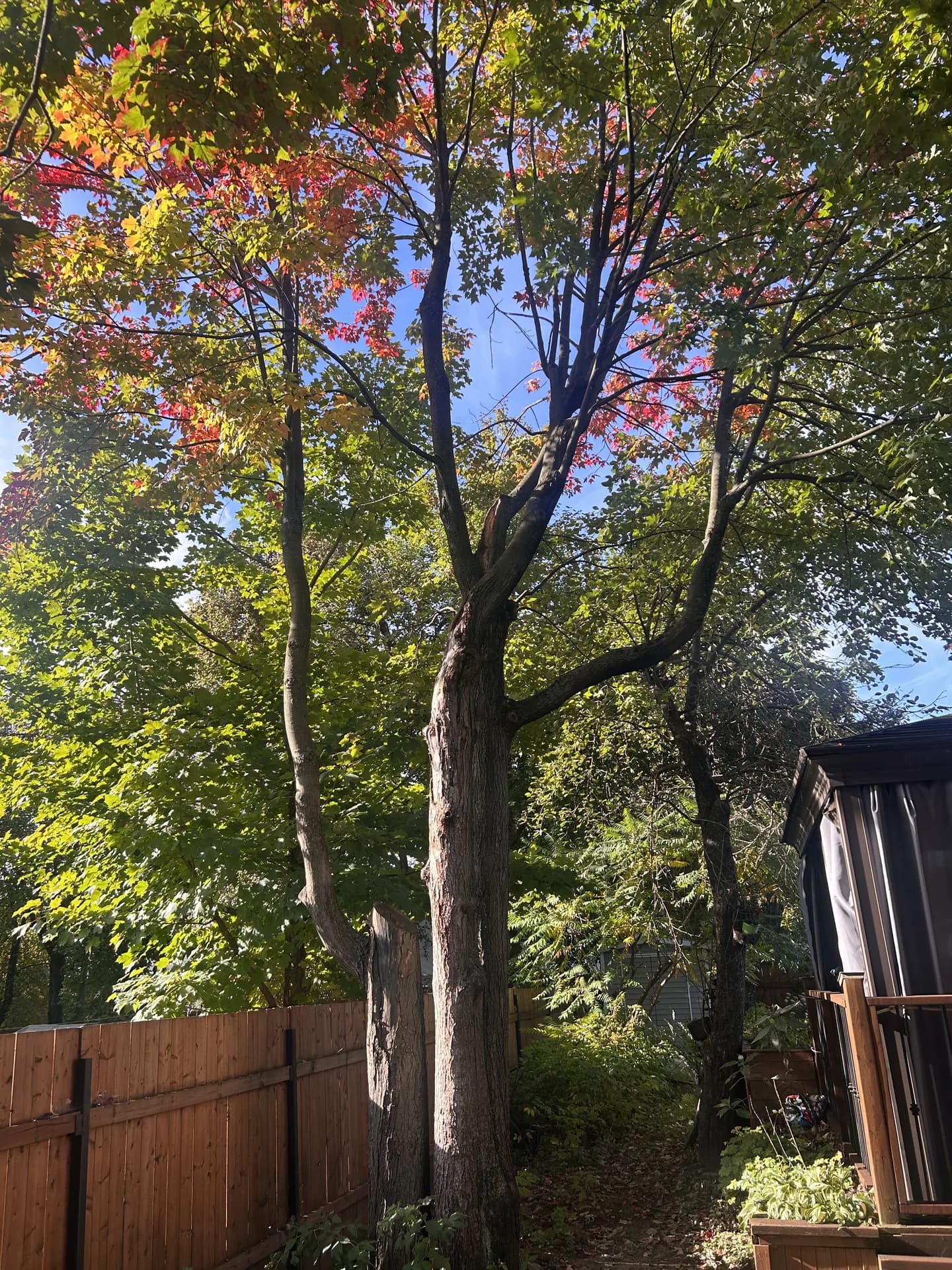 Érable encore feuillu dans une cour clôturée à Drummondville, près d'une terrasse