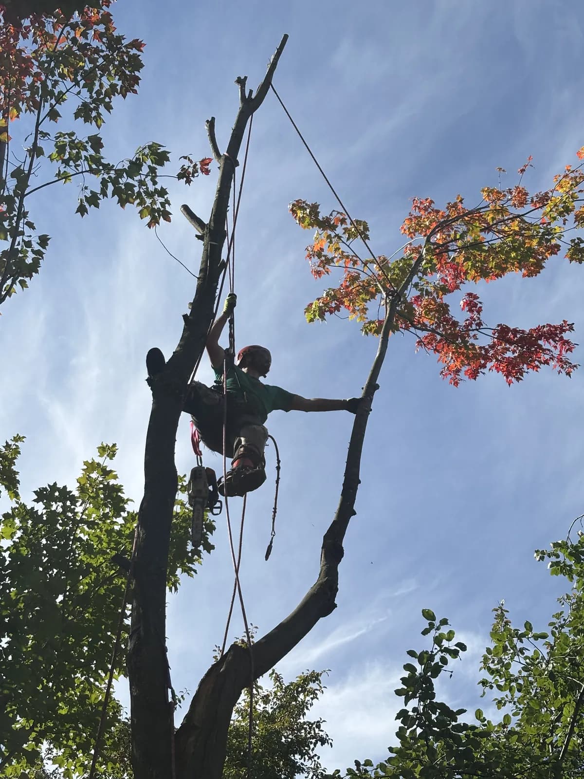 Arboriste assuré par des cordes pendant le démontage de l'érable à Drummondville