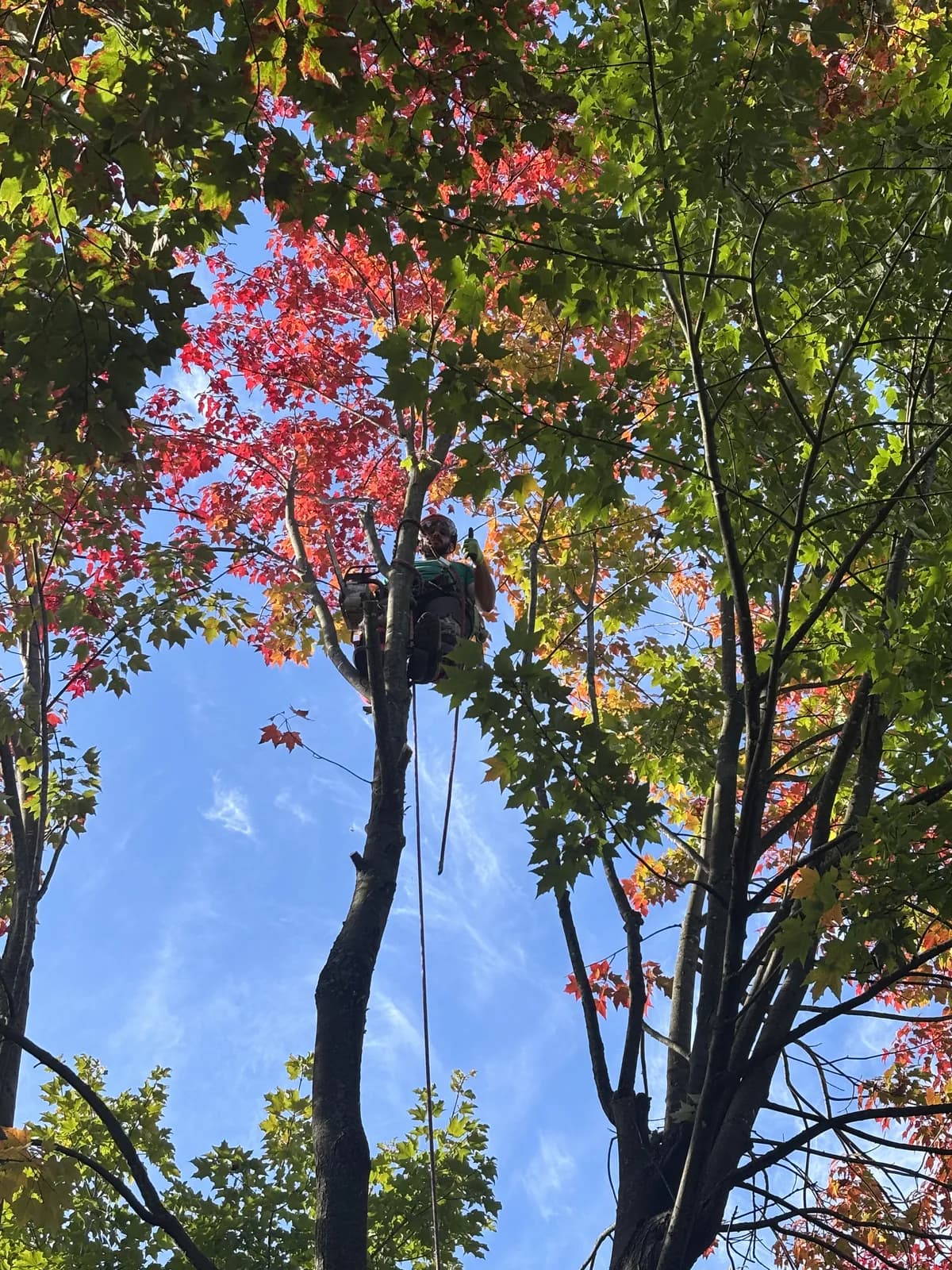 Arboriste d'Apex Élagage dans la couronne de l'érable à Drummondville