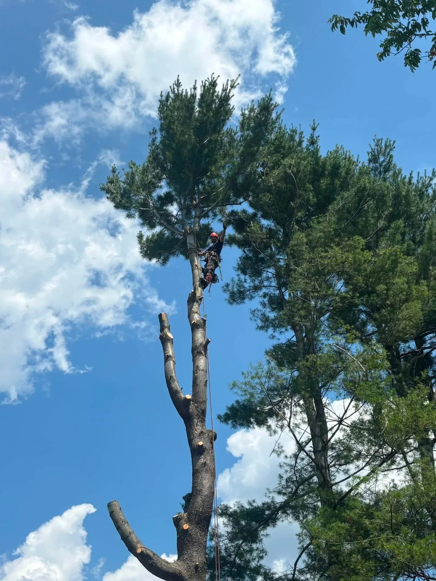 Arboriste-grimpeur au sommet du pin en plein démontage par sections, branches déjà retirées, Saint-Albert