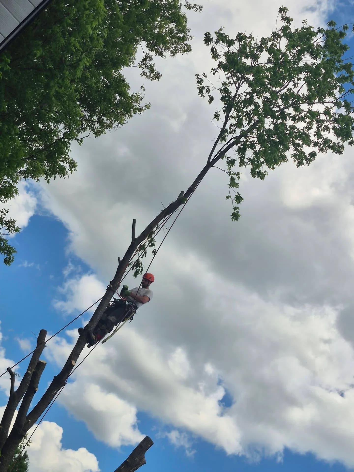 Arboriste au sommet du frêne, presque toutes les branches retirées avant la descente du tronc, Warwick