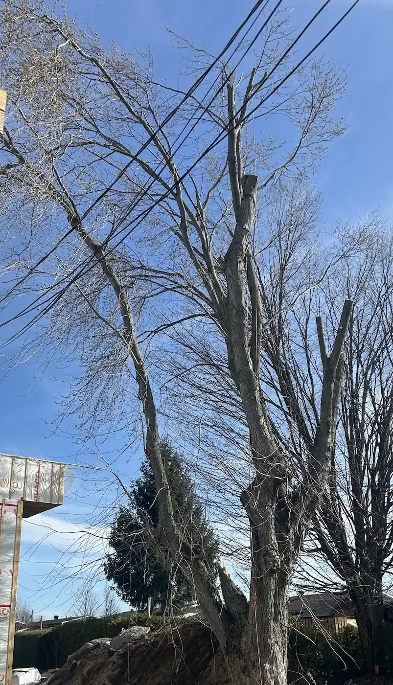 Arbre en cours de démontage par sections, fils électriques à proximité, Plessisville