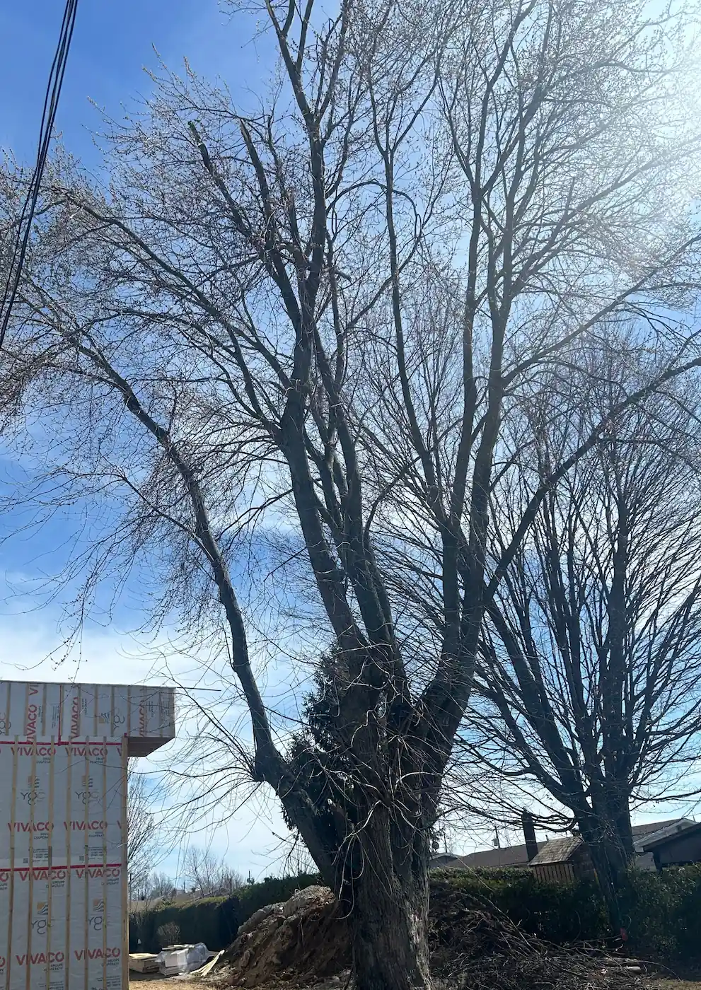 Arbre mort debout en bordure de chantier de construction, Plessisville
