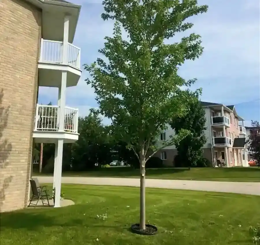 Jeune érable après une taille de relevage devant un immeuble résidentiel à Drummondville