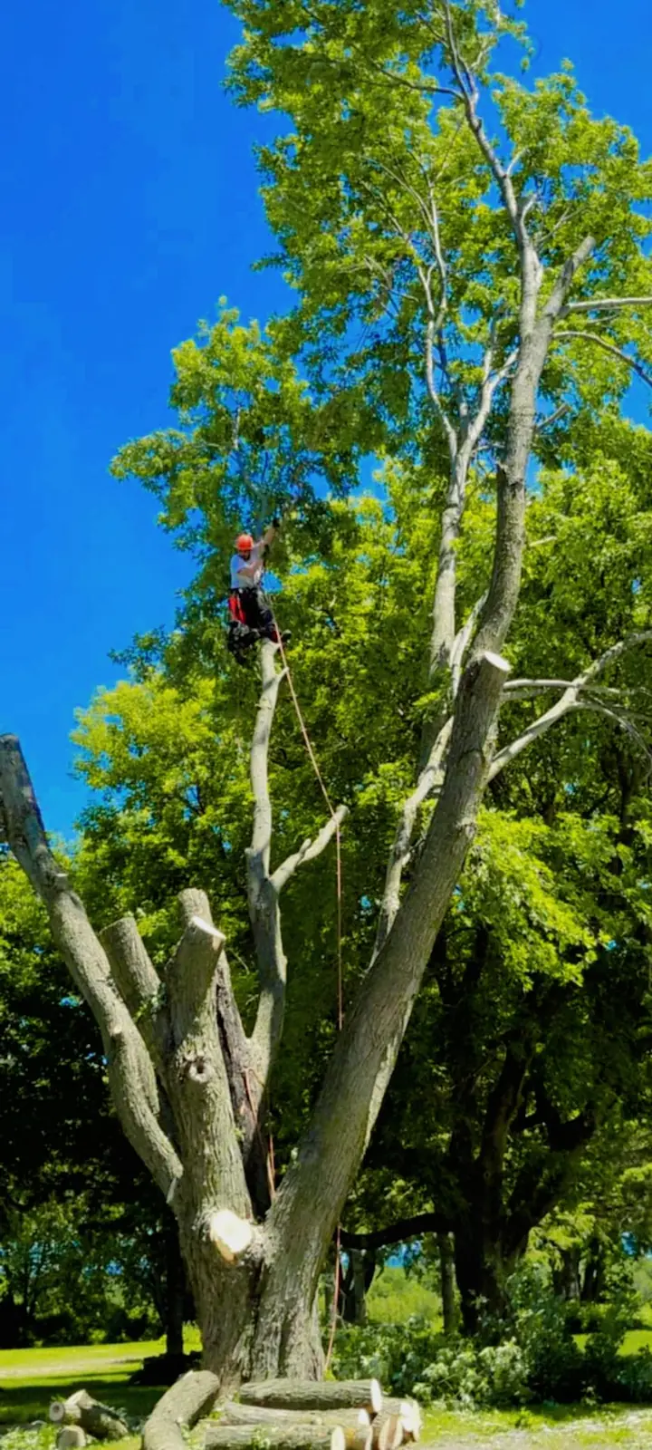 Arboriste-grimpeur au sommet de l'arbre à troncs multiples en plein démontage, branches déjà retirées, Warwick
