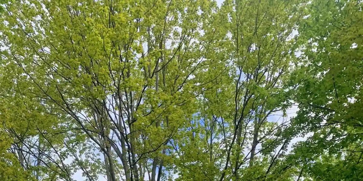 Abattage technique d'un érable mature par arboriste-grimpeur, service offert à Val-des-Sources