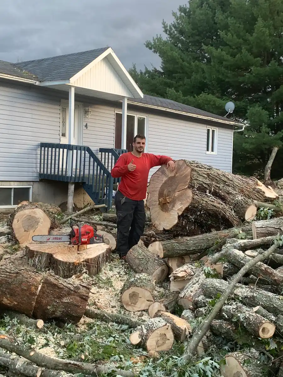 Abattage technique d'un gros érable à Victoriaville