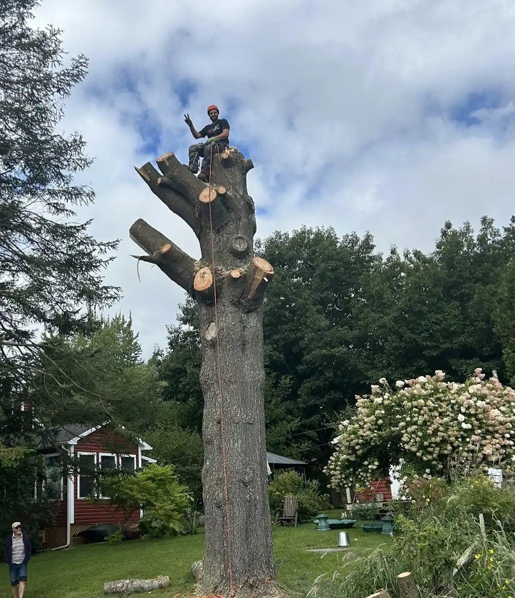 Arboriste au sommet du tronc en fin d'abattage, cour résidentielle, Drummondville