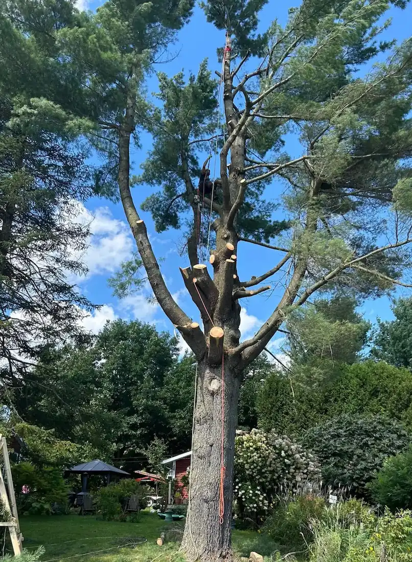 Arboriste-grimpeur Apex démontant un grand pin blanc aux cordes en cour résidentielle à Drummondville