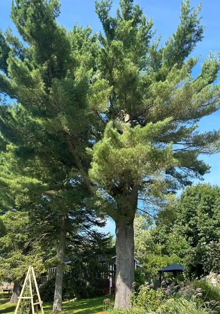Démontage technique d'un grand pin par arboriste-grimpeur Apex en cour résidentielle serrée à Drummondville