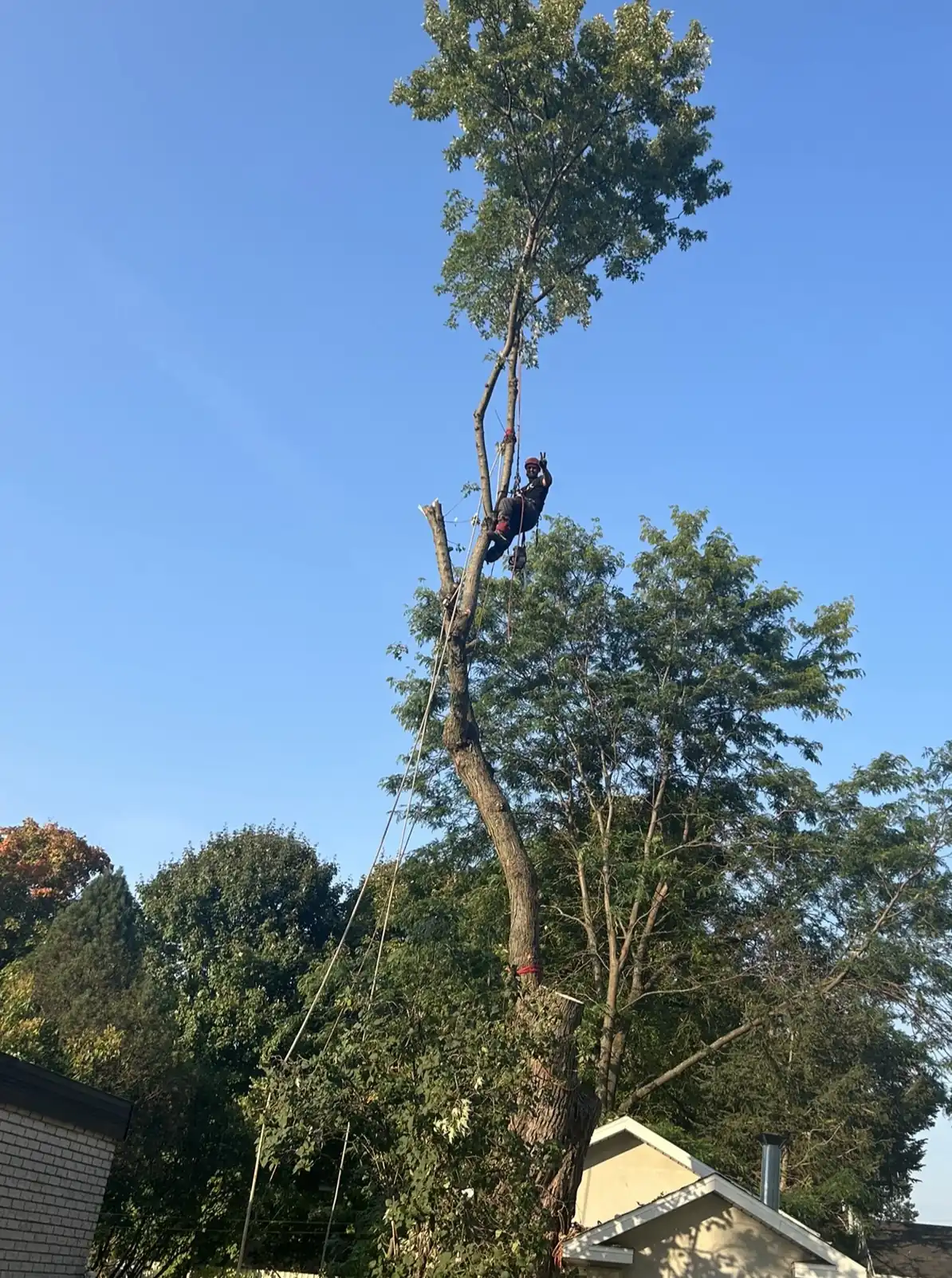Démontage technique d'un arbre mature par arboriste-grimpeur Apex en zone résidentielle serrée à Victoriaville
