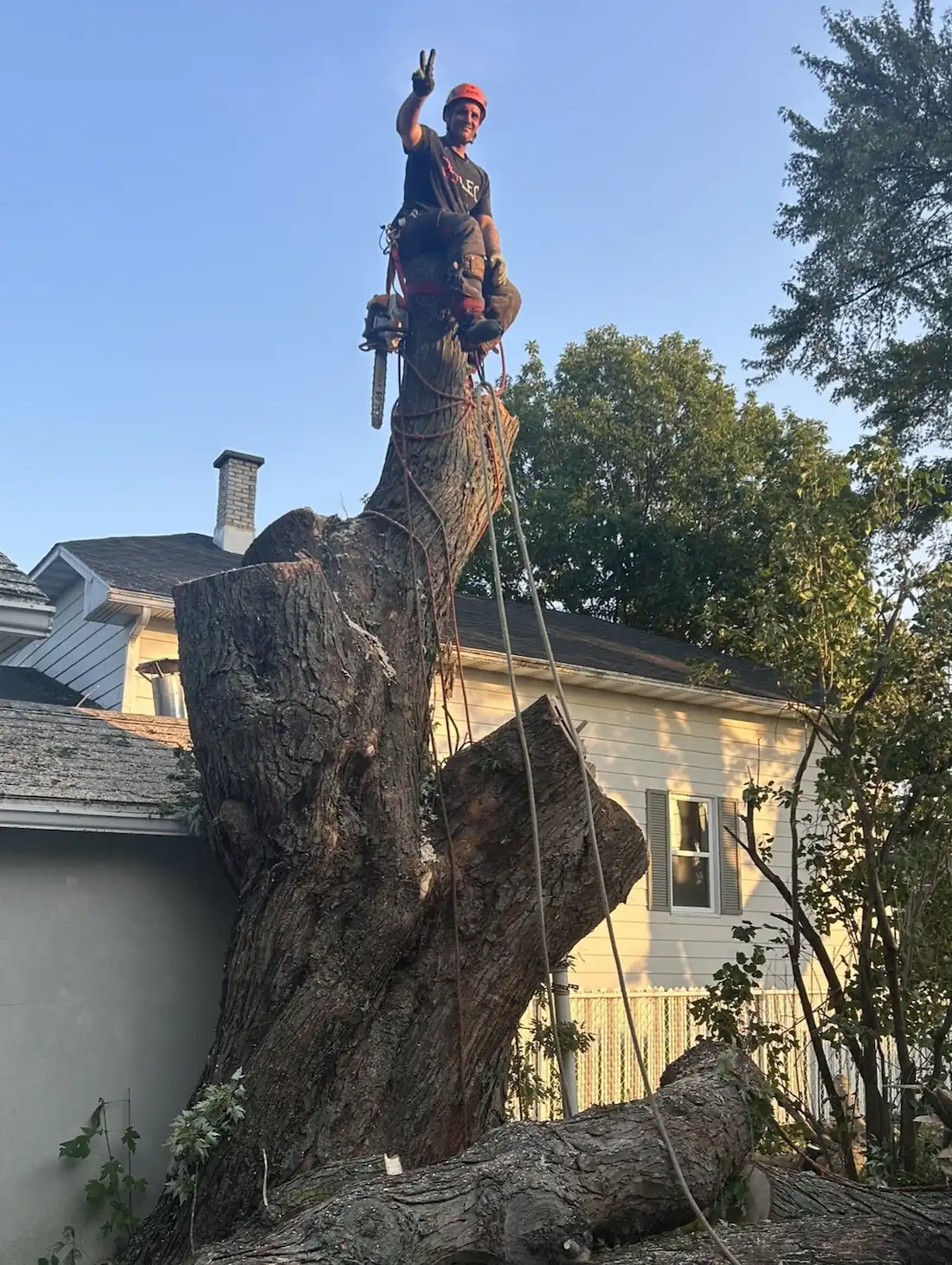 Arboriste-grimpeur Apex au sommet du tronc d'un arbre géant en fin de démontage, maison à l'arrière-plan, Victoriaville