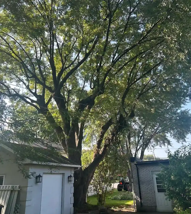Arbre mature coincé entre un garage et une résidence, fils électriques dans la couronne, avant abattage à Victoriaville