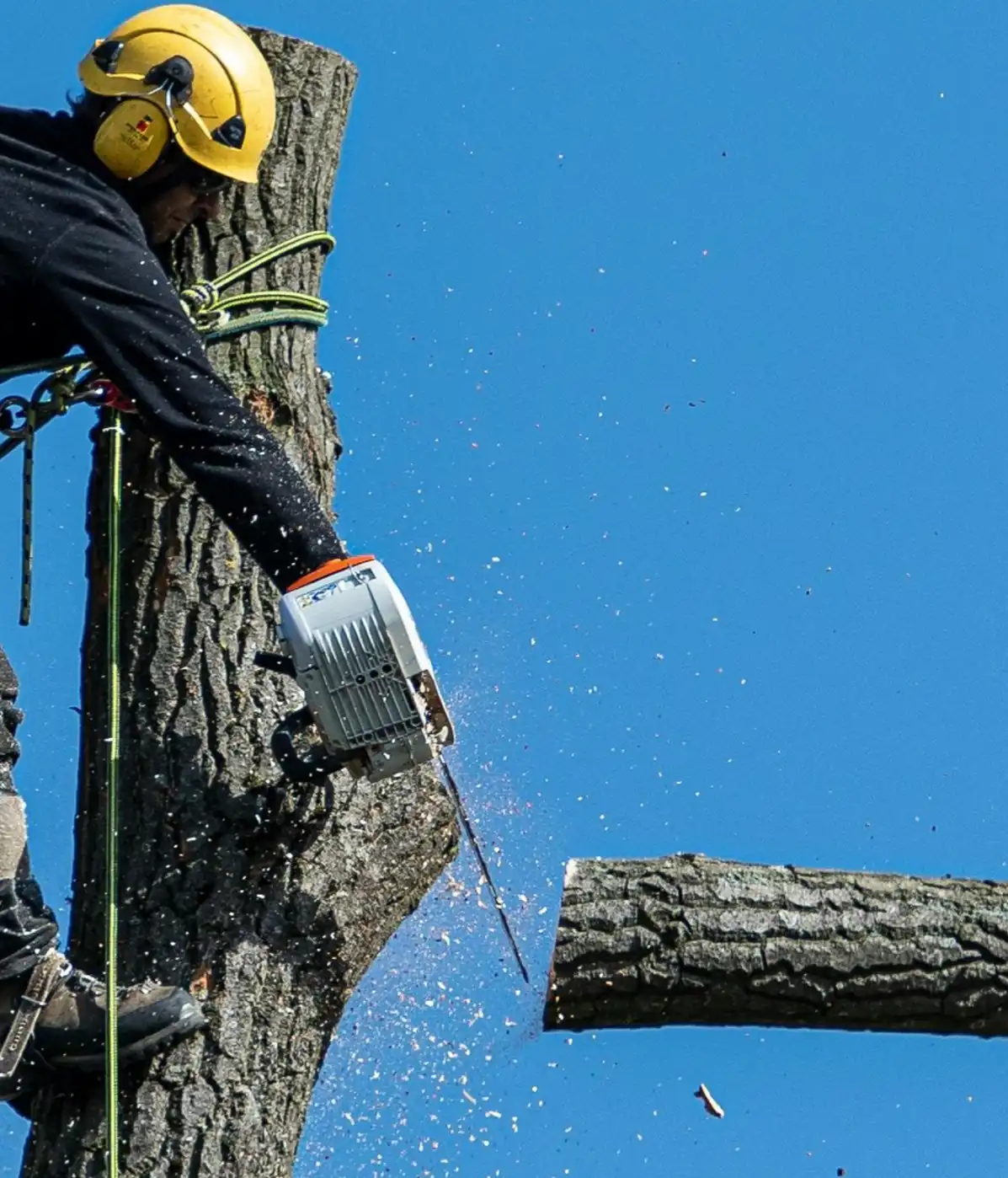 Abattage d'un chêne mature par l'arboriste-grimpeur d'Apex Élagage, entreprise basée à Saint-Samuel