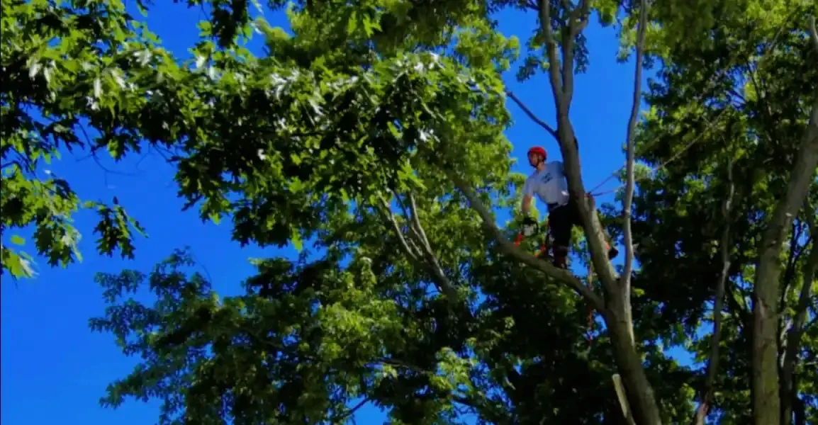 Élagage d'entretien d'un arbre résidentiel à Drummondville par l'équipe Apex