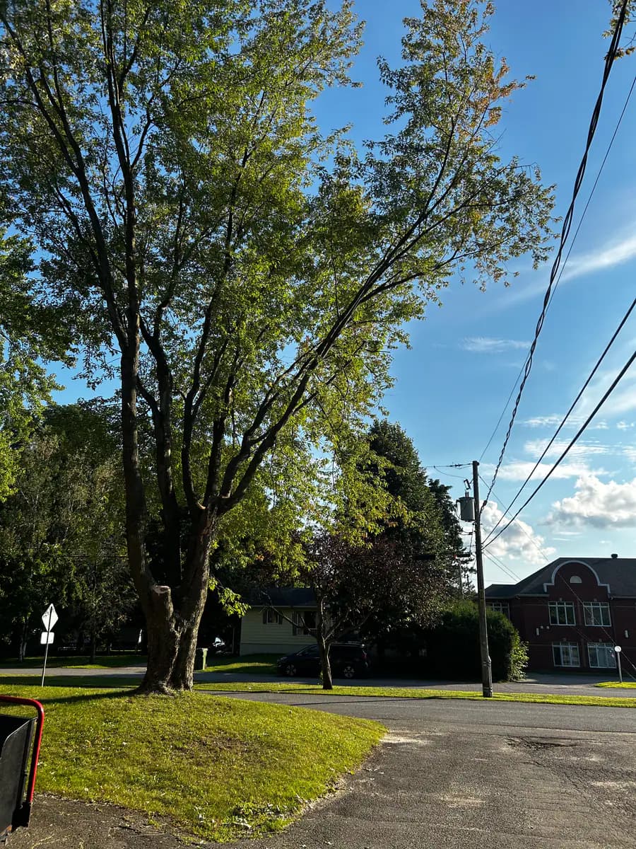Arbre élagué le long des fils électriques dans une rue résidentielle de Warwick, avec poteau d'Hydro-Québec et fils de télécommunication