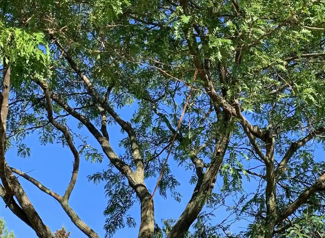 Arboriste-grimpeur Apex taillant un érable mature en hauteur, en zone résidentielle à Drummondville