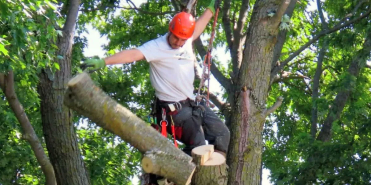 Élagage d'arbre par arboriste-grimpeur certifié, service offert à Chesterville