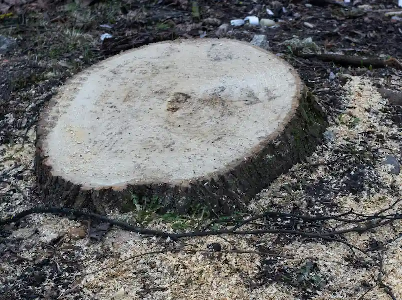 Souche fraîchement abattue au ras du sol, copeaux de bois autour, Victoriaville