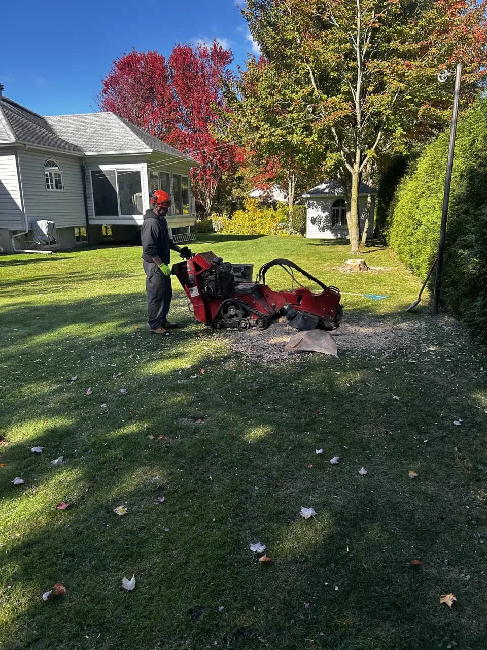 Membre de l'équipe Apex, casque et visière, qui guide une essoucheuse vers une souche dans une cour résidentielle à l'automne, au Centre-du-Québec