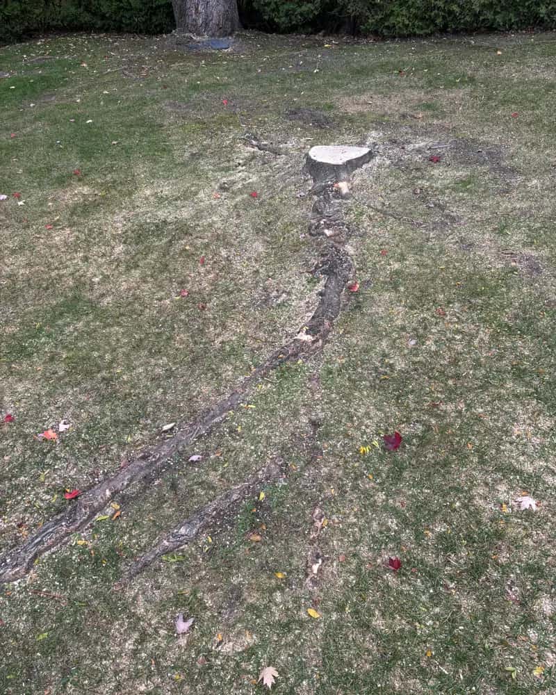 Souche d'arbre au ras du sol dans une pelouse, avant l'essouchage
